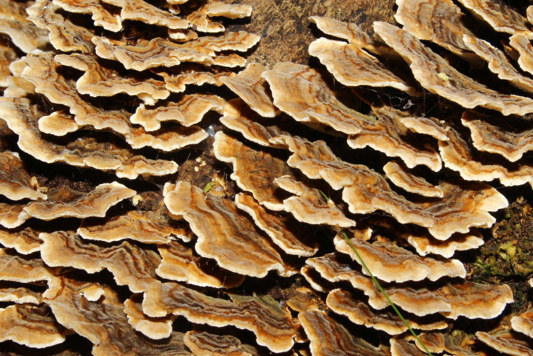 Lignicolo da determinare-4